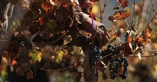szolo og jpg fitmax 1200x630 0